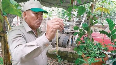 Dengue, problema de salud pública nacional y regional