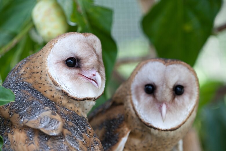 ‘No son mascotas’: Profesora Ileana Cotes, la encantadora de búhos