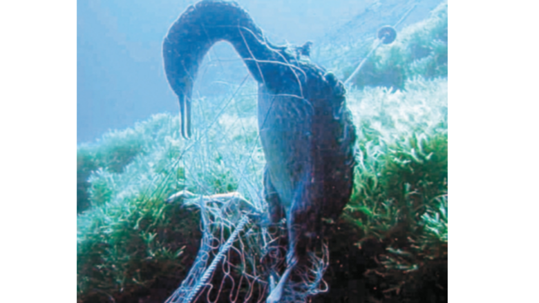 Basura marina: ‘sopa de plástico’ para los peces