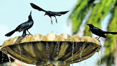 Fauna ‘non grata’