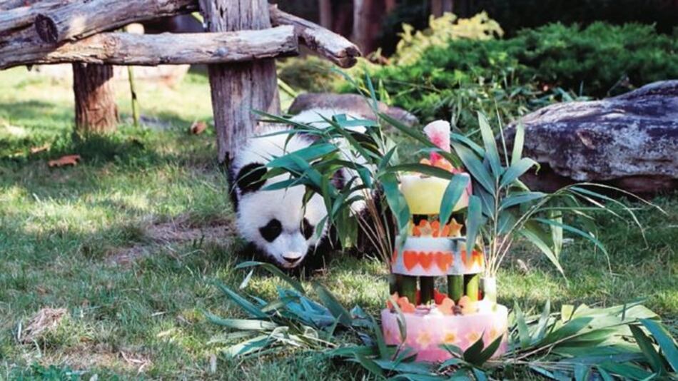 Panda Yuan Meng celebra su primer cumpleaños