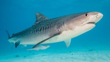 ‘Los contenedores de basura del océano’: la dieta salvaje de los tiburones más temibles