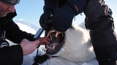 Por qué algunos osos polares están ‘más gordos y sanos’ a pesar del derretimiento del hielo marino