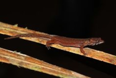 Científicos descubren tres especies de lagartijas en Panamá