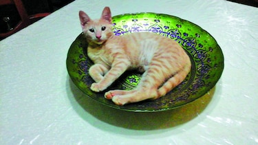 Maidebram