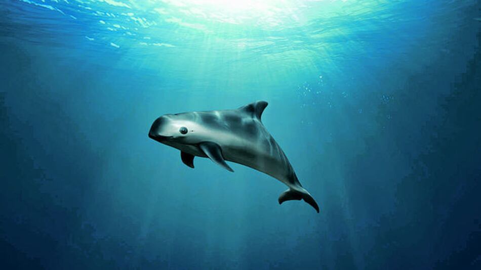 Plan para salvar a la vaquita marina