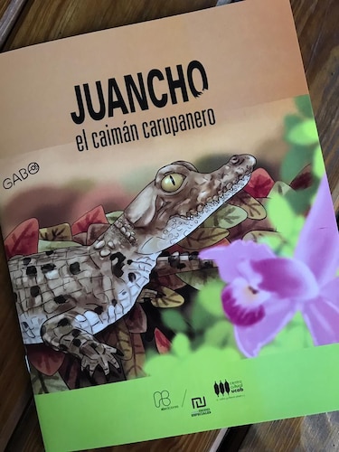 Cómo Juancho, un caimán del Orinoco, juega desde Dallas un papel clave para impedir la extinción de su especie