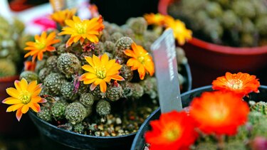 INFORME GLOBAL SOBRE AMENAZAS A LAS PLANTAS