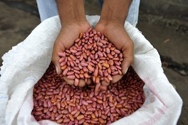 El frijol es de origen mexicano y no andino, según investigadores