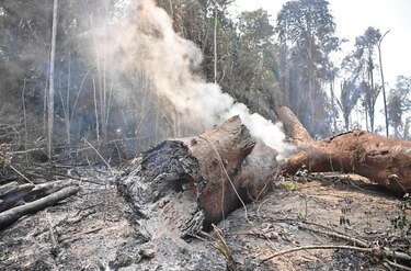 Deforestación récord en la Amazonía brasileña en el primer semestre de 2020
