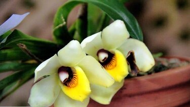 Se inicia la feria de las orquídeas en Boquete, Chiriquí