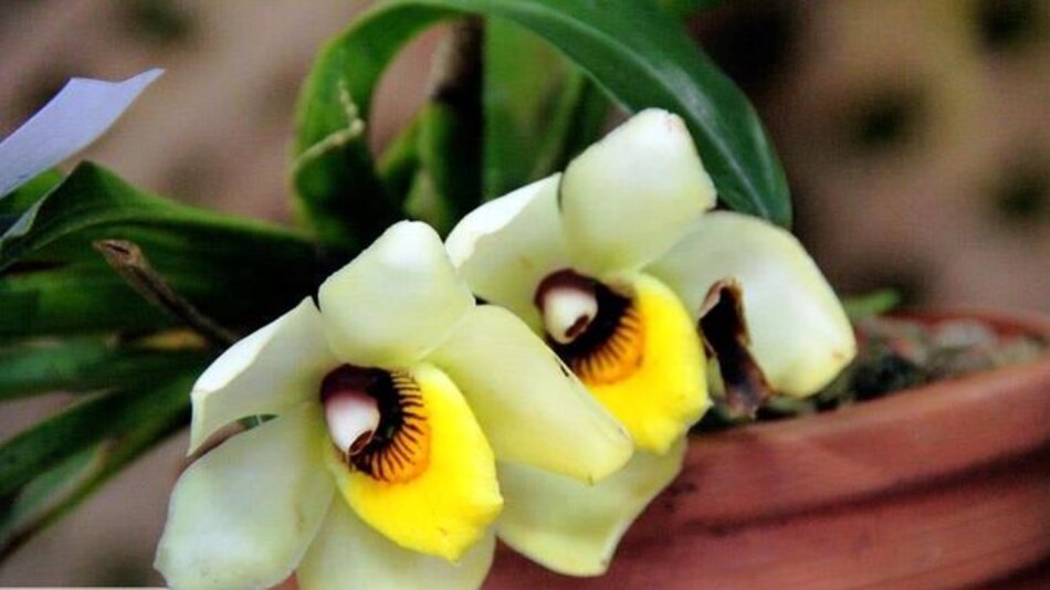 Se inicia la feria de las orquídeas en Boquete, Chiriquí