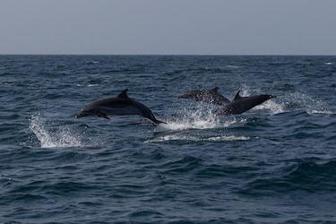 Ballenas y delfines, los gigantes del océano que aún luchan por sobrevivir