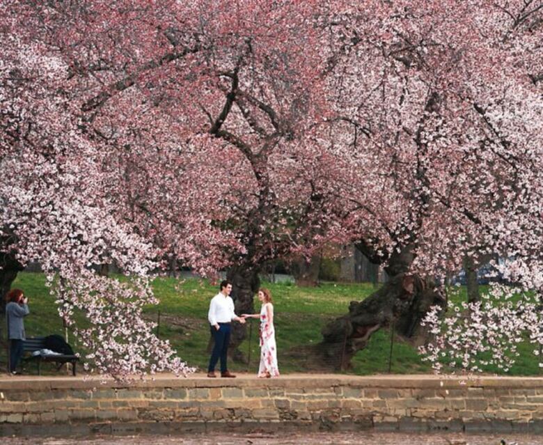 Espectáculo de los cerezos