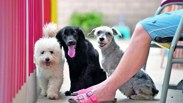 Falla campaña anticarnicería canina