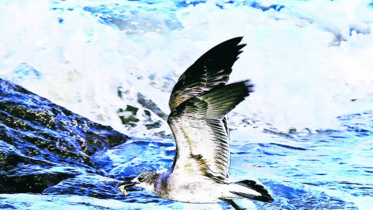 PANAMÁ CUENTA CON UN MILLAR DE AVES
