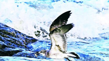 PANAMÁ CUENTA CON UN MILLAR DE AVES