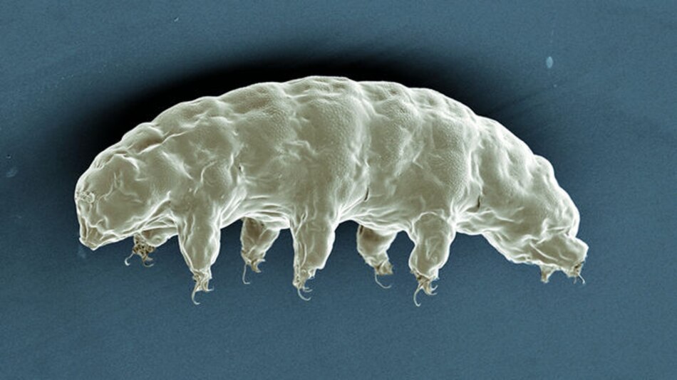 Proteína del ‘osito de agua’ podría proteger el adn