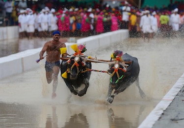 La carrera con búfalos sobre campos de arroz