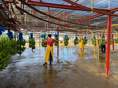 Sector bananero en Bocas del Toro suma 1,600 contratos vigentes y 967 inscritos