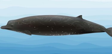 Confirman existencia de nueva especie de ballena