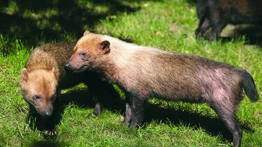 Nuevos reportes sobre el perrito de monte
