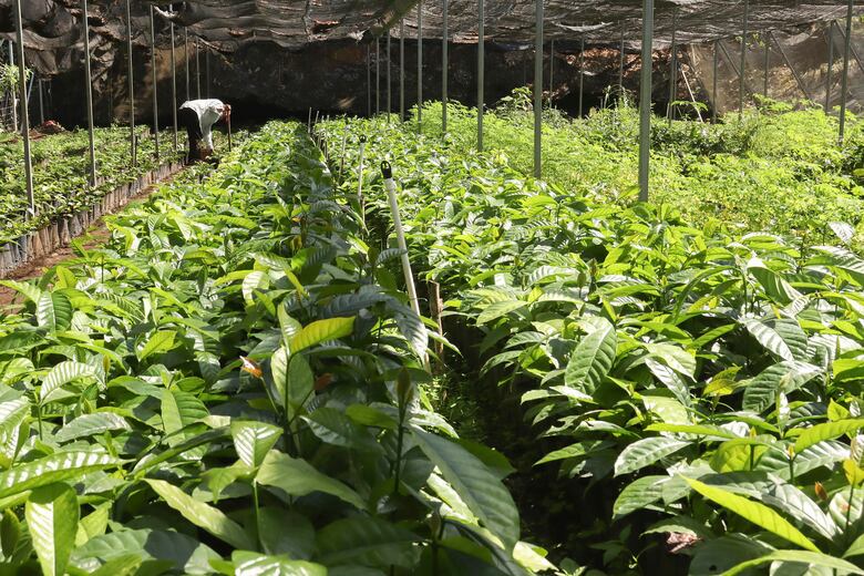 Aranceles de Trump amenazan al café latinoamericano, con precios récord del grano en Estados Unidos