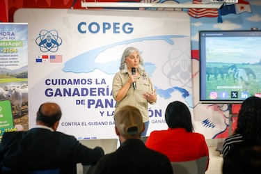 Brote del gusano barrenador en Panamá, en aumento; hay 4 mil 700 casos en tres meses