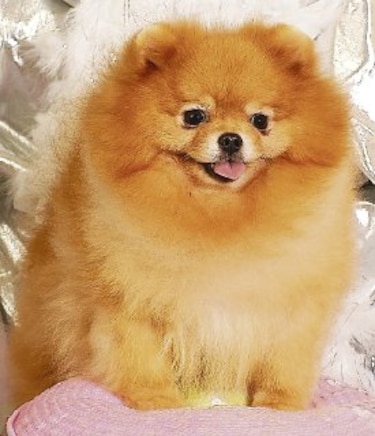 El verdadero Pomerania