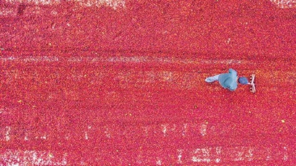 Café geisha panameño marca otro récord mundial