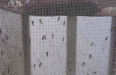 Riesgo bajo o moderado de epidemia del zika en Europa, según OMS