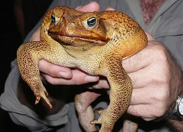 Hallan crías de ranas gigantes en peligro de extinción en Perú