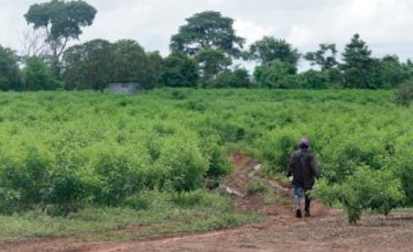 El ingrediente supremo: Guandú