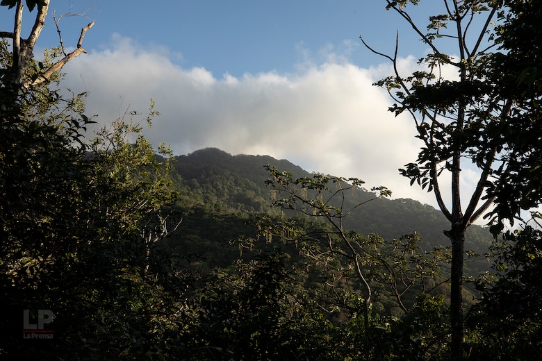 Cerro Chucantí: en busca de ‘Greta Thunberg’ y de los tesoros de las tierras altas del Darién