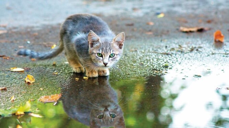 Cientos de gatos se toman el parque central de Lima