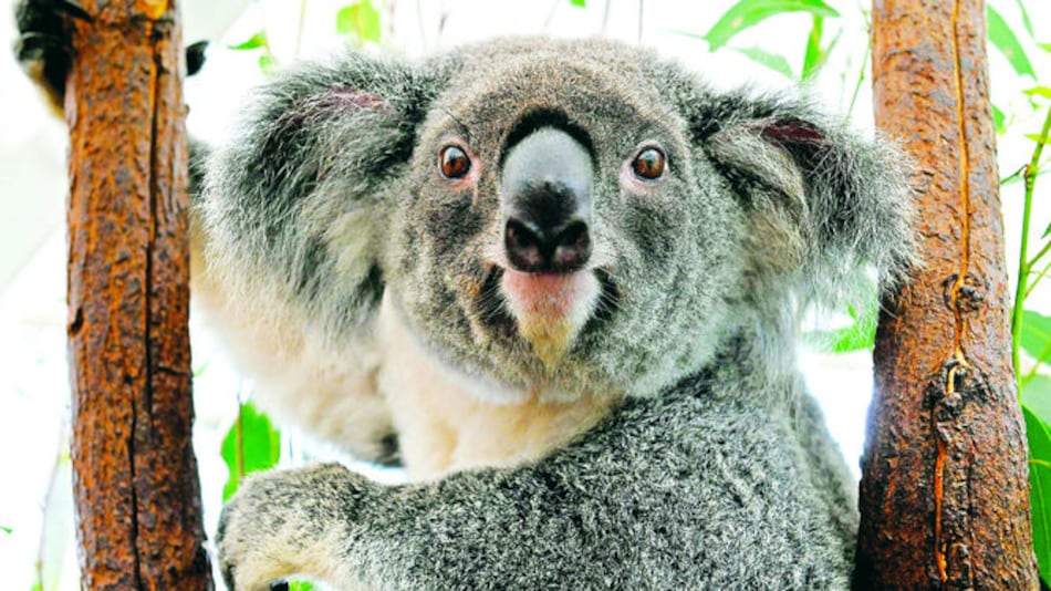 Declararán al koala especie vulnerable