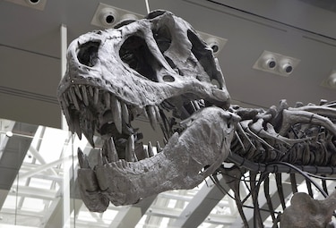 T–Rex enanos no habrían  existido