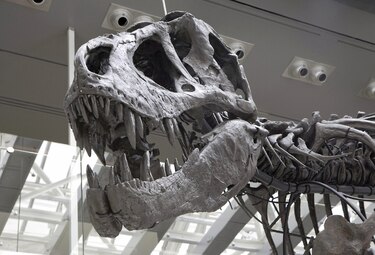 T–Rex enanos no habrían existido