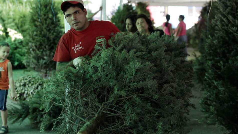 Programan llegada de arbolitos navideños a Panamá