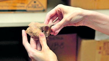 Huellas del pasado en Cerro Juan Díaz