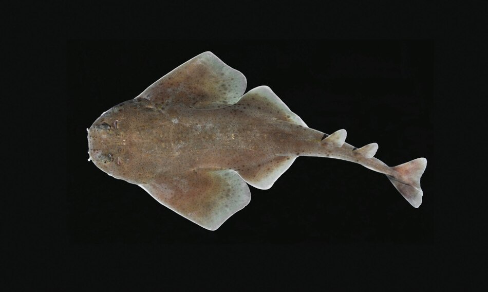 Primer reporte de un tiburón ángel del Caribe centroamericano