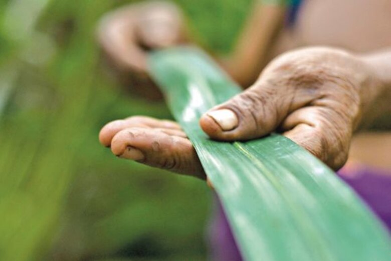 Rescate de cultivos tradicionales