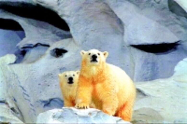 Sea World sin pintas rosas