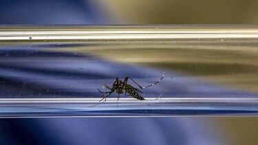 En Panamá ya hay 91 casos del virus zika