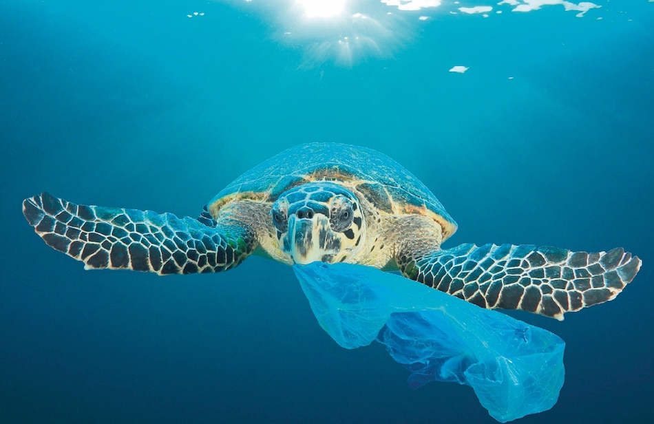 Animales del mar mueren a causa del plástico