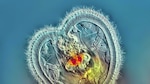 Un panameño gana concurso de fotos de microorganismos