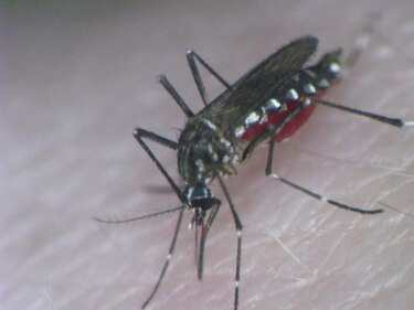 Cuba reporta seis casos de fiebre de Chikungunya