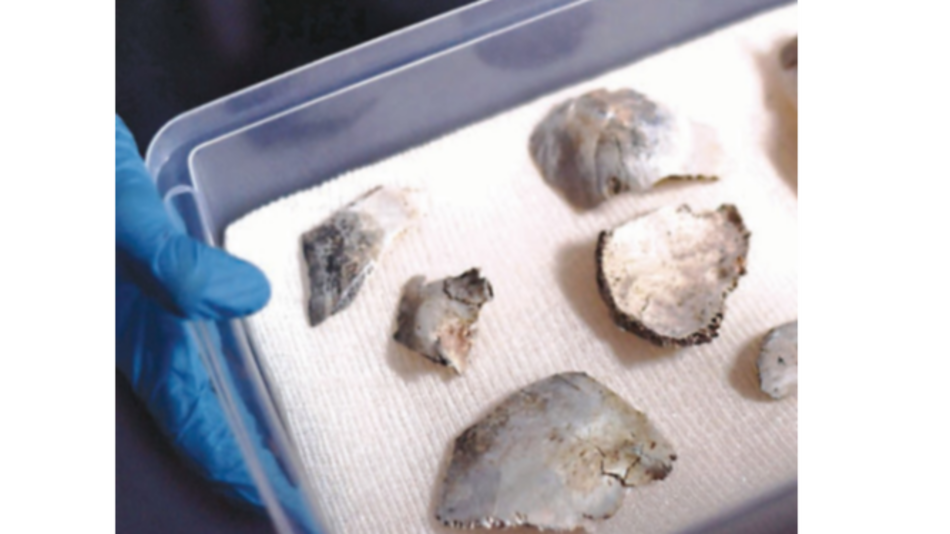 Recuperan cráneo de Luzia en museo