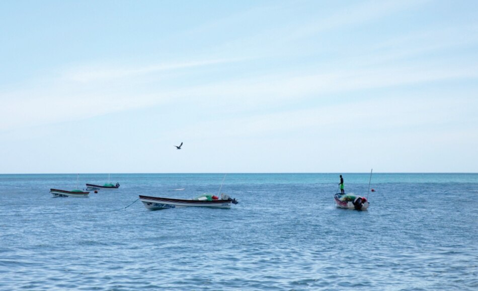 Ley de pesca se debe reglamentar en un periodo de seis meses