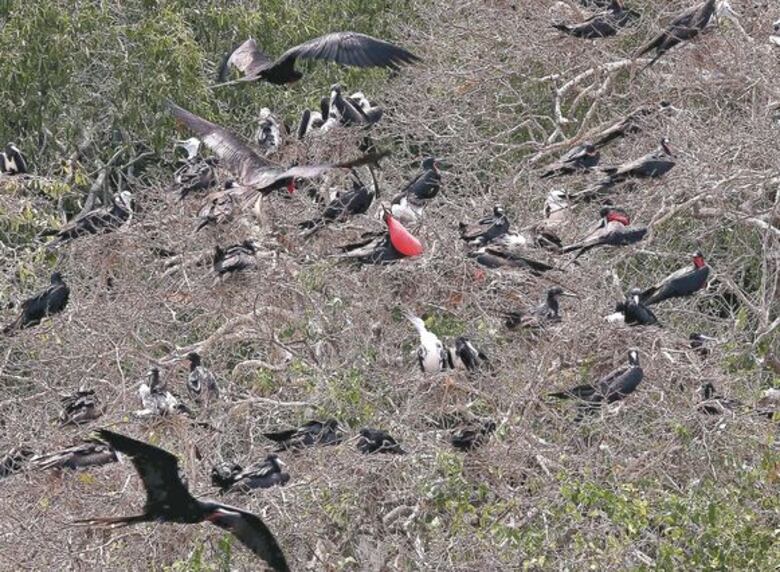 Alcalde de Taboga no fue autorizado a vender Boná